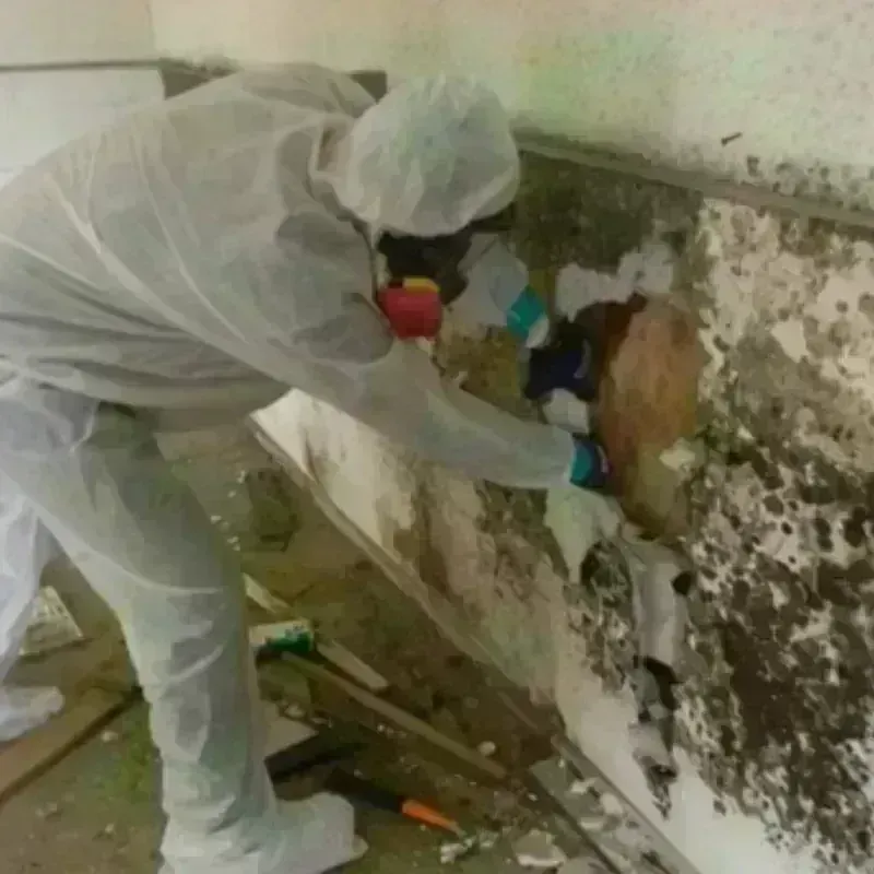 Mold Remediation and Removal in Coopertown, TN